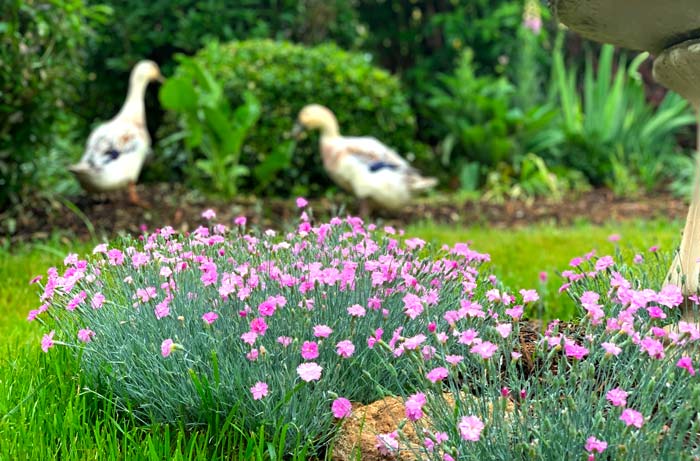 Dianthus are one of the earliest-blooming and most welcome edible flowers in our spring garden.
