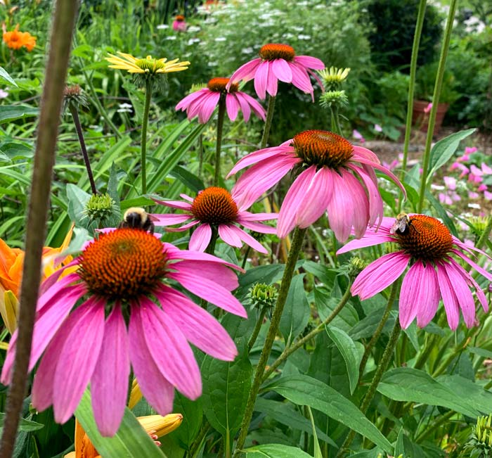 Echinacea flowers are stunning - and top the list of butterfly favorites in our summer garden.