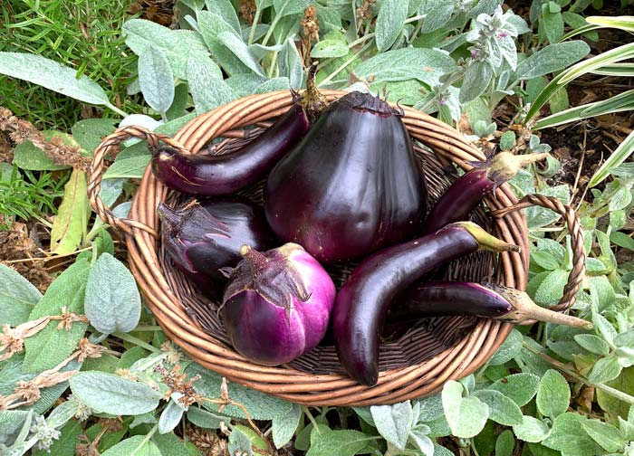 The stuff of deer nightmares... Eggplants, rosemary (back left), and lamb's ear (under basket). Nothing here for deer to eat.