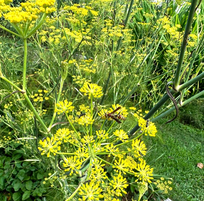 An herb garden is also a pollinator garden, assuming you let your herbs go to flower. These fennel flowers are covered with pollinating bees, wasps, and ants. The flowers are also an excellent edible for humans... but not deer! 