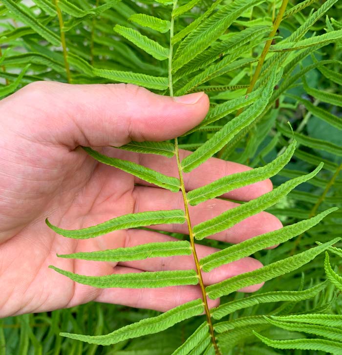 Ferns: perfect deer-proof plants for moist shade gardens. 