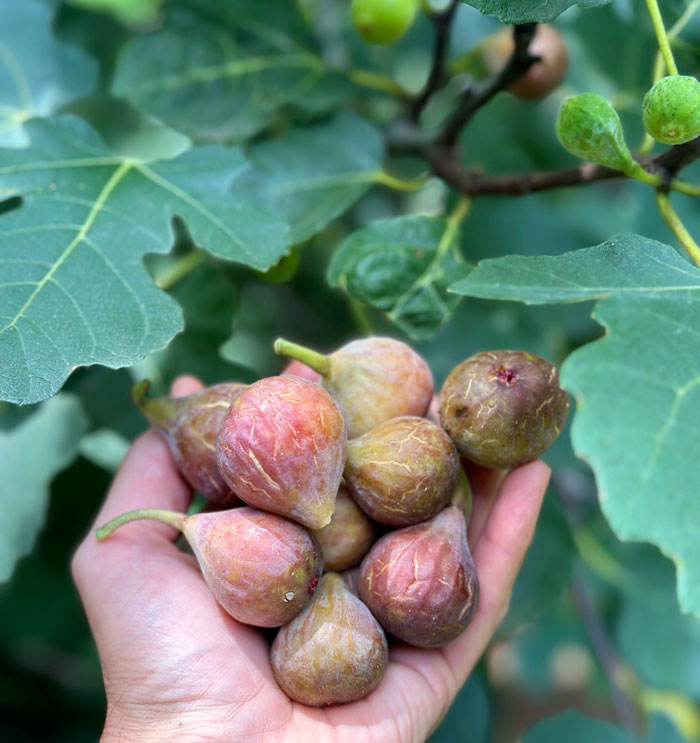 Figs are one of the top picks for a deer-proof fruiting plant. Make sure you select a variety that will grow in your zone. In cooler climates, figs can even be grown in large pots making it easier to provide winter protection.