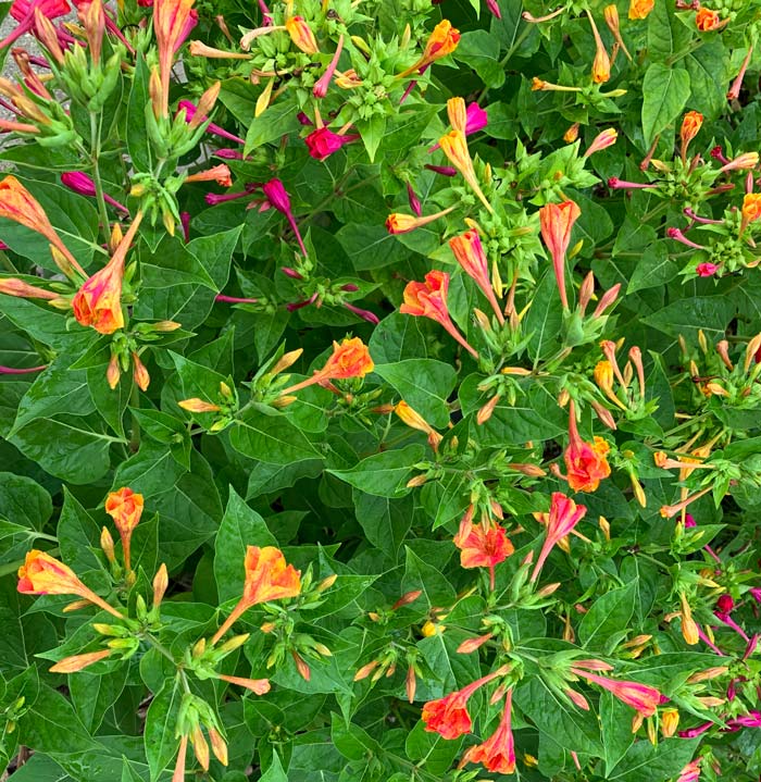 Our four o'clocks have all hybridized and now come in a kaleidoscope of colors and color combinations. If you're looking for a plant with a long bloom time, four o'clocks may be it. Ours bloom from June through October.