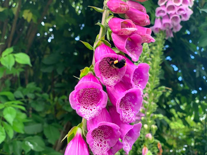 You never know what species of pollinator you'll see when you look up into a foxglove flower.