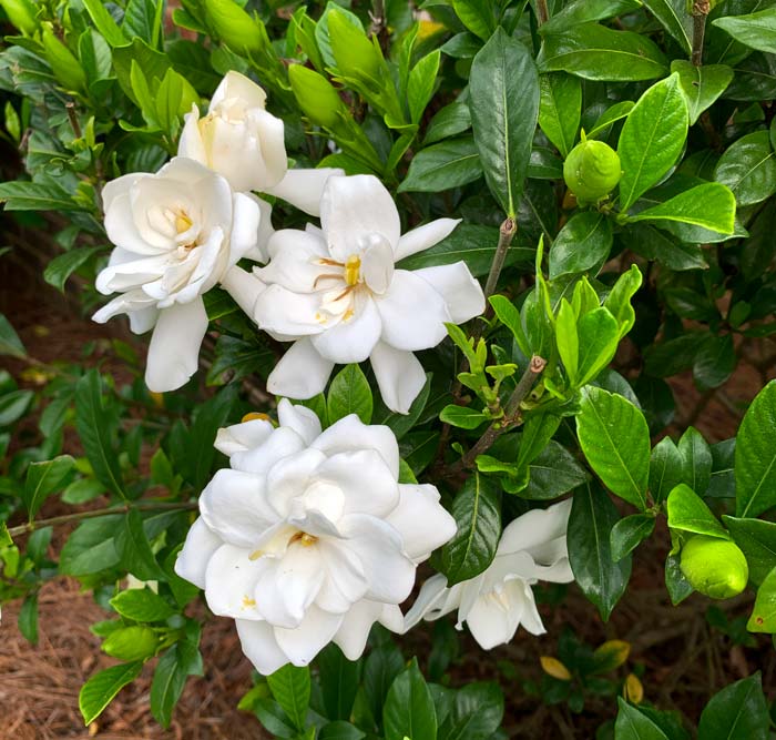 Perhaps the most fragrant of common landscape flowers, gardenia flowers also make wonderful drinks.