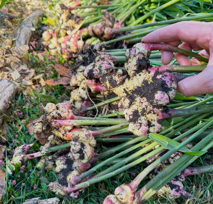 "Baby" ginger pulled just before first freeze. It only takes 5-6 months to grow baby ginger, which are immature rhizomes that are more tender and less intensely flavored than mature rhizomes. 