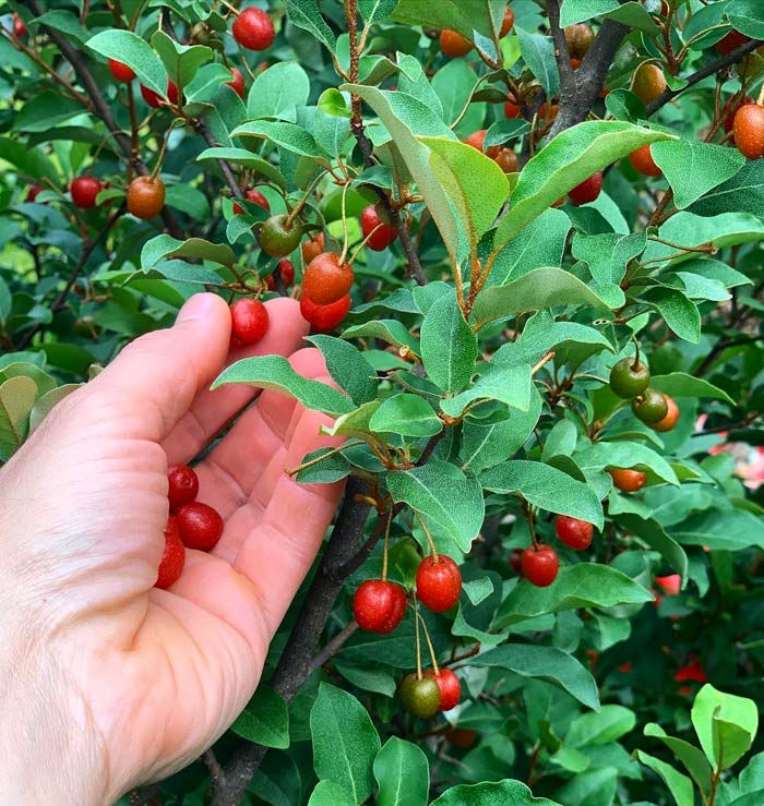 Goumi berries are one of the earliest fruits to ripen in our garden and our son goes crazy for them. (As do the birds.) However, deer don't touch the plant.