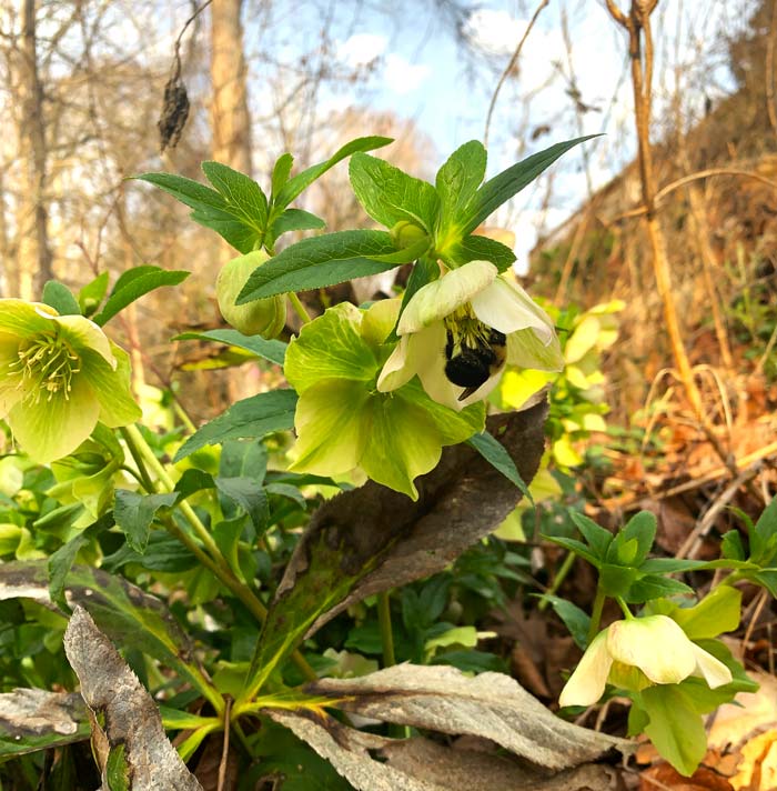 Hellebores bloom in winter here in Zone 7b, when most other plants are still dormant. 