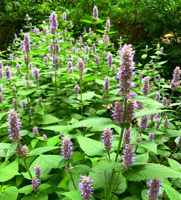 Bee heaven! If you visit hyssop flowers in summer, the buzz of bees will be apparent from many feet away. Hyssop leaves and flowers have a sweet licorice-like flavor.