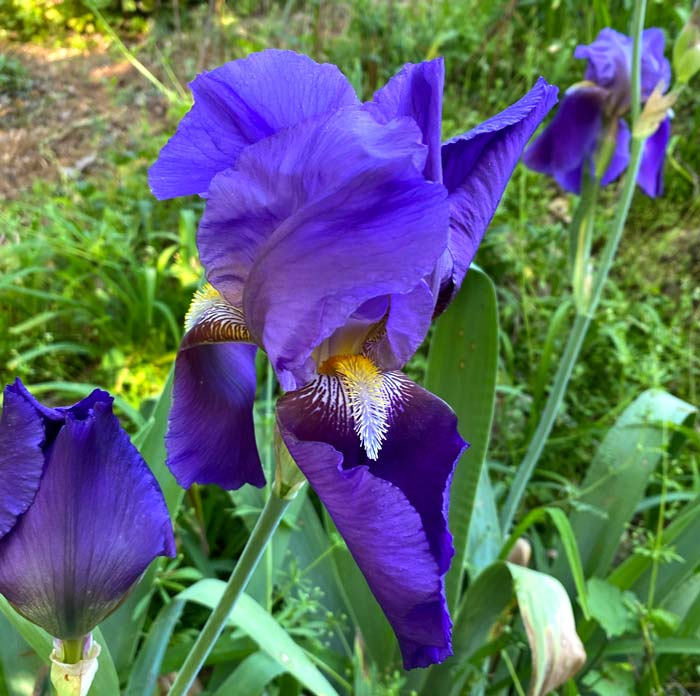 There are few flowers as large and showy as an iris. Another attribute: deer don't eat them.