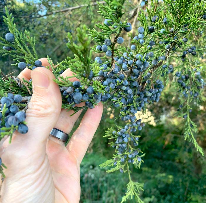 Not all juniper species produce an edible berry (technically these are cones). However, our Eastern red cedar, which is actually a species of juniper, produces an intensely flavored edible berry that ripens to a blue color in fall. 