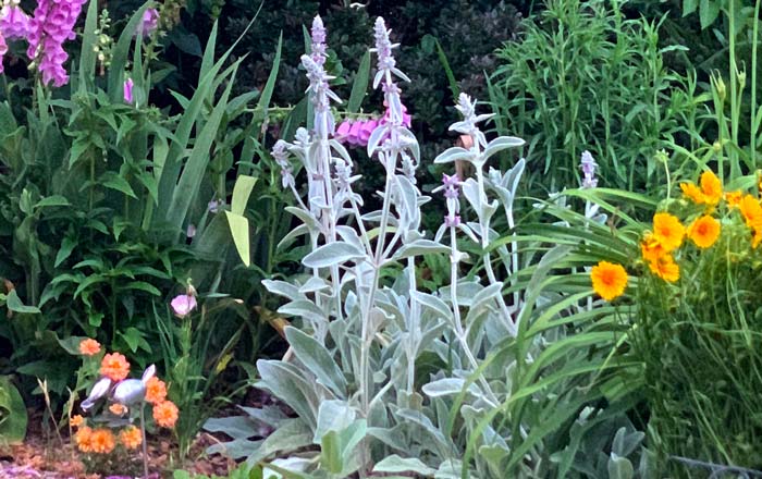 Lamb's ear: the plant in the middle with gorgeous silvery foliage. 