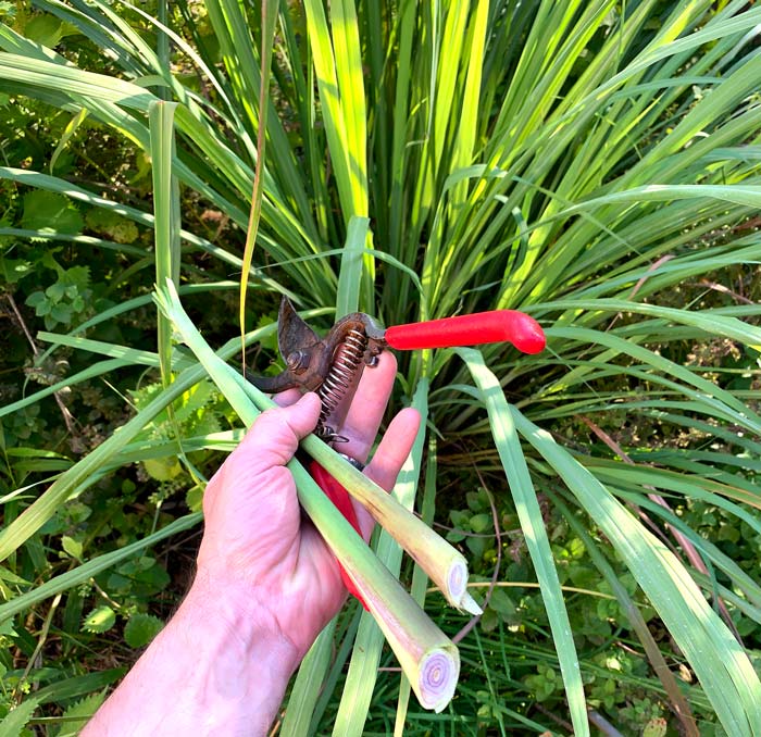 We love Thai and southeast Asian cuisine, so lemongrass is one of our favorite herbs. 