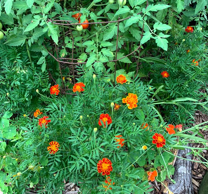 Marigolds, a common attractive garden plant that deer will not eat. They also make a great companion plant for tomatoes.