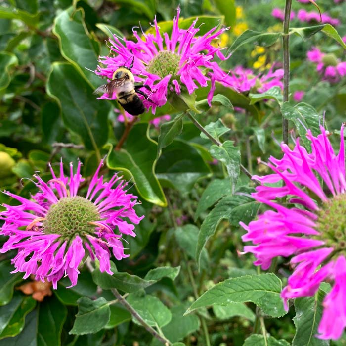 Monarda, a gorgeous pollinator-friendly herb native to our region.