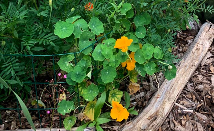 Nasturtiums fill in nicely on the front of garden beds. The peppery-spicy leaves and flowers make a nice salad addition or plate garnish.