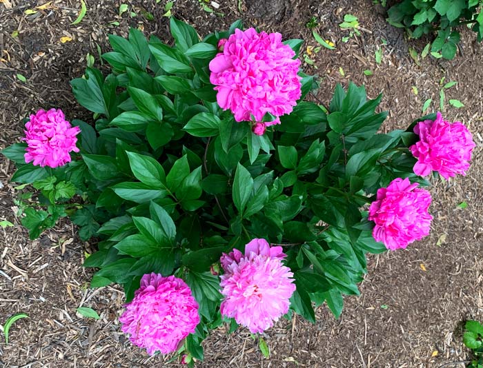 Peony flowers make The Tyrant very happy.