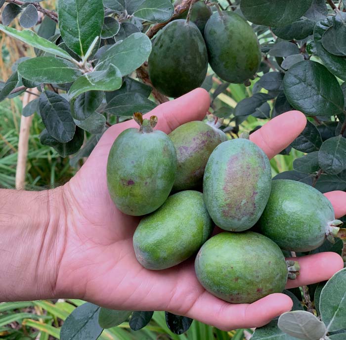 Pineapple guavas, aka feijoa. These are one of the most delicious tropical-flavored fruits you'll ever taste. Generally recommended for warm climates (zones 8-11) but they can grow in cooler zones as well. We grow them in-ground in zone 7b. 