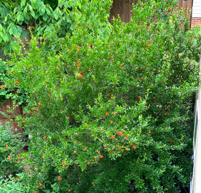 An heirloom pomegranate tree in bloom in our backyard. 