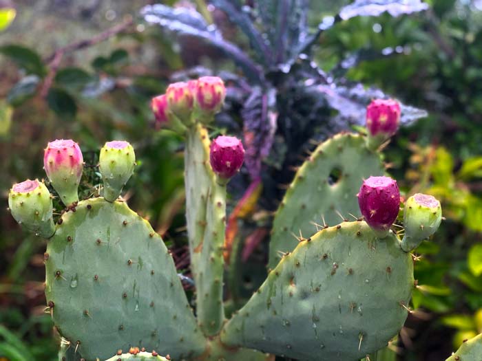 The quality of prickly pear fruit varies widely. For the best prickly pear fruit, visit a latino grocery store. Or purchase varieties bred for fruit quality.