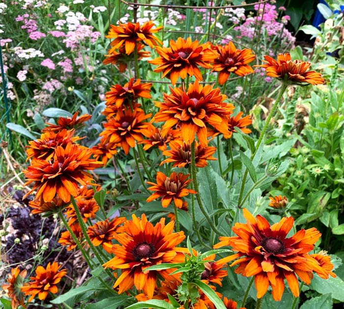 These stunningly beautiful rudbeckias are from the 'Cherokee Sunset mix' offered by Johnny's Seeds. 