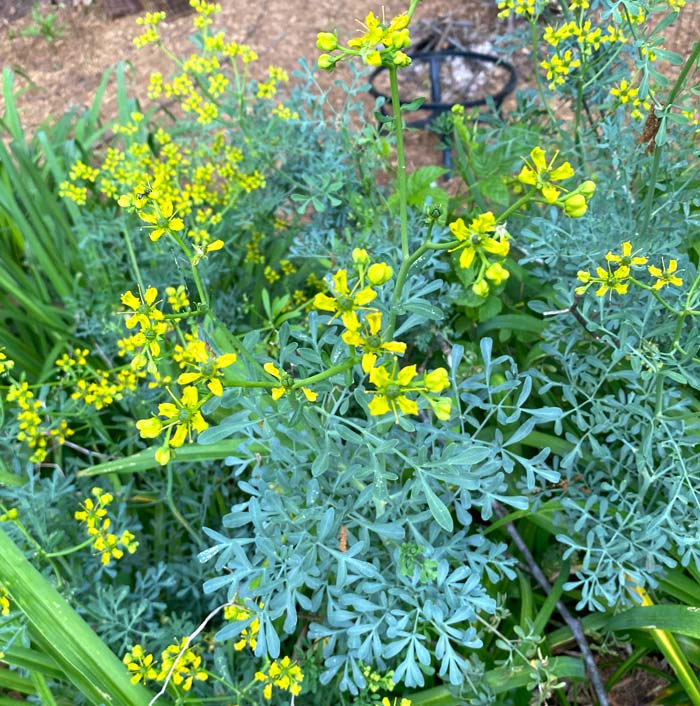 Rue is a very attractive, potent, and pollinator-friendly herb. It has a very bitter taste and should only be consumed in small quantities. 