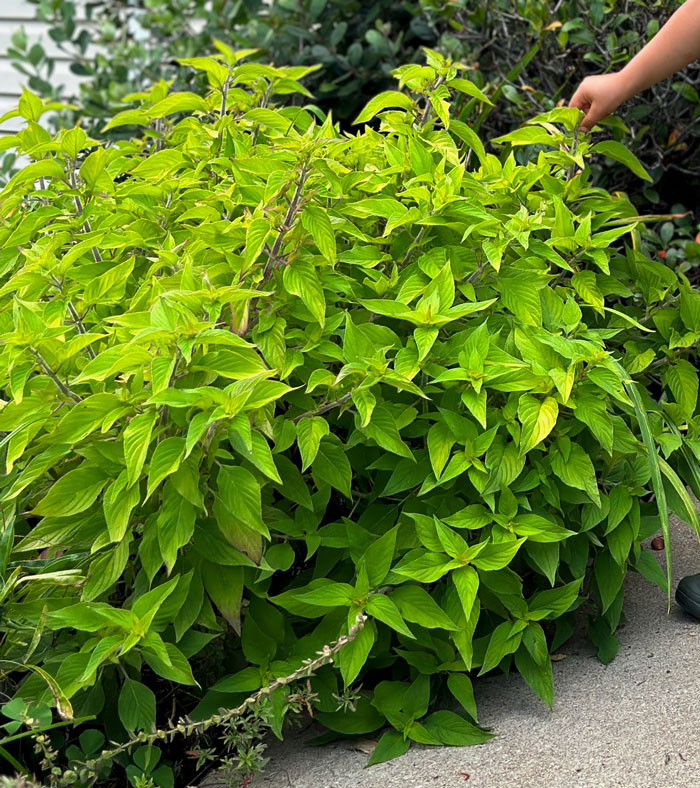 Our young son loves to pick and munch pineapple sage leaves. This herb does have a mildly pineapple-like flavor but it's not a true sage. Rather, it's a type of salvia (Salvia elegans). The plants produce showy spikes of vibrant red flowers which are beloved by hummingbirds. 