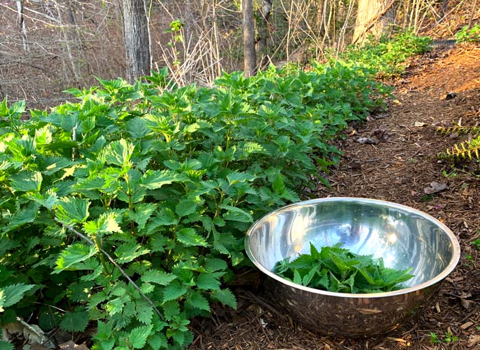 Yes, we intentionally grow stinging nettle. No, we're not crazy. It's a delicious and incredibly nutritious veggie. Deer go right down this path almost daily and never touch the plant.
