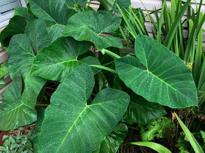 Taro produces gorgeous large leaves which stand out in a summer garden. Typically grown in zones 9-11, we somehow lucked out and found a variety that can overwinter here in zone 7b under heavy mulch. We originally purchased the corms from a grocery store, so we have no idea the variety or origin. 
