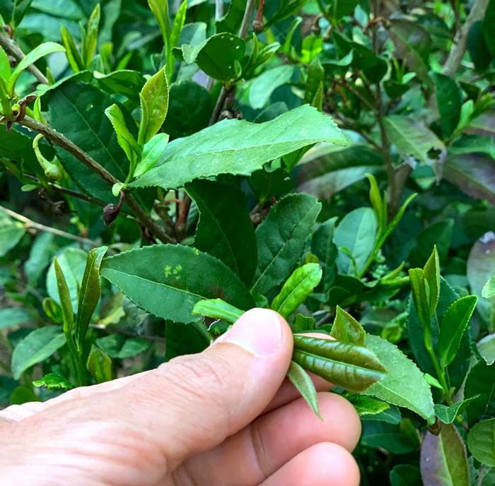 Deer resistant tea camellia. Tender young spring growth of tea camellia. Matcha, black, green, oolong, and many other caffeinated teas are made from this same plant. The tea variety depends on the time of year the leaves were harvested and how they're processed.