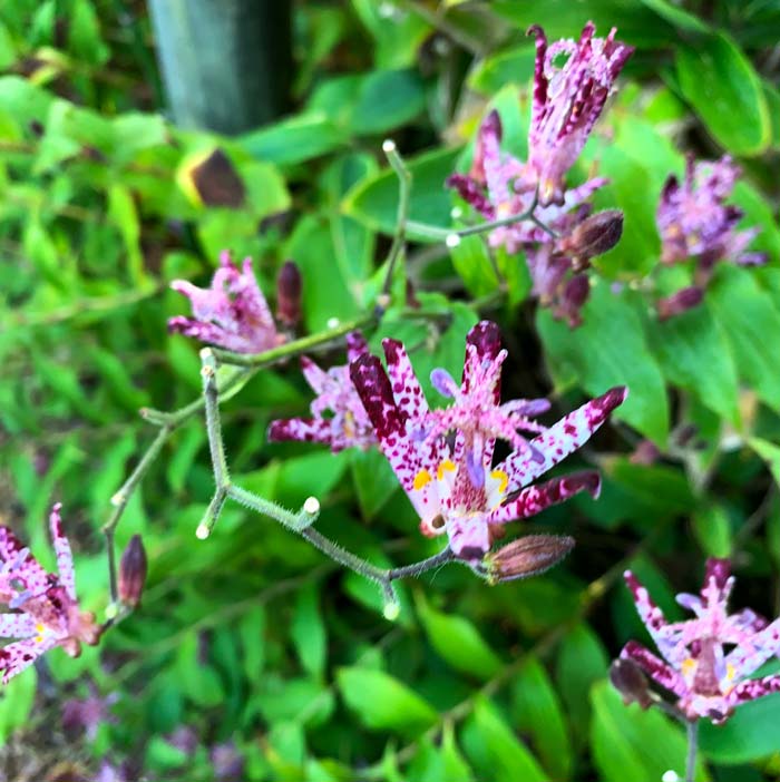 Deer LOVE to eat daylily plants but they don't like toad lilies.