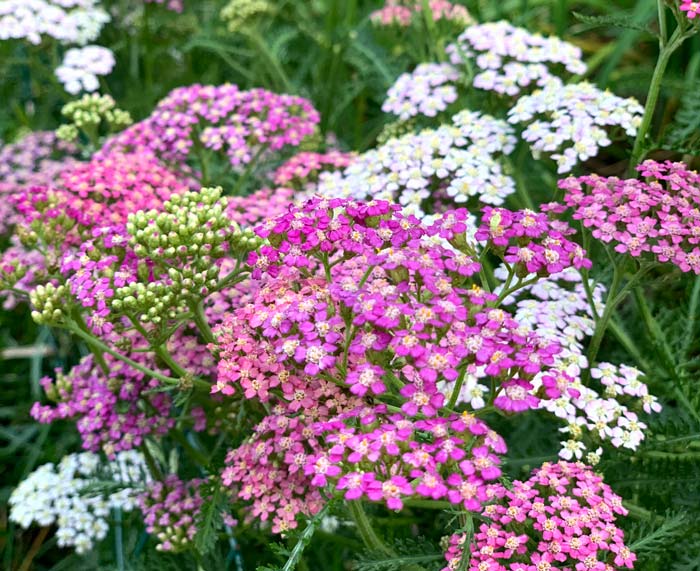 A colorful yarrow mix we grow, originally bred by the legendary Frank Morton of Wild Garden Seeds.