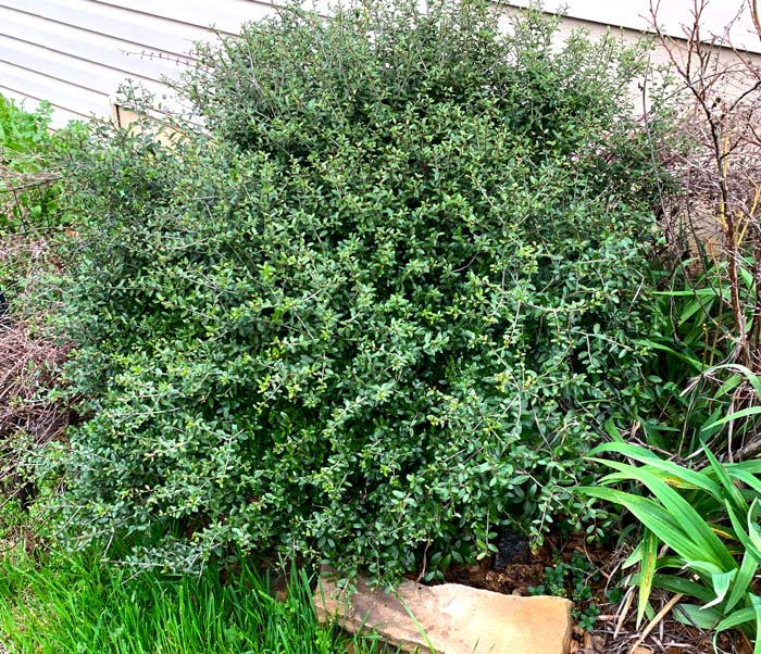 Our dwarf yaupon holly which is better suited to a home landscape than the wild trees which can grow to 25' tall. 