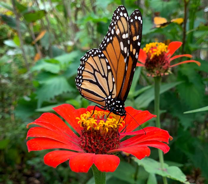 Zinnias are very popular with pollinators, especially butterflies like this nectaring Monarch.