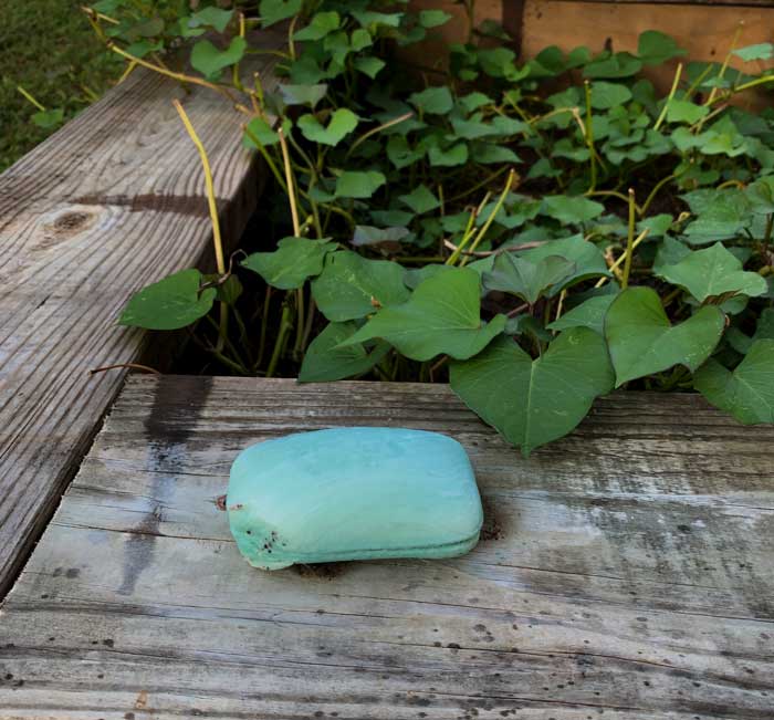 The sweet potato vines in the background have been mowed to the ground by deer multiple times despite being surrounded by Irish Spring soap. Irish Spring was not an effective deer deterrent in this case.