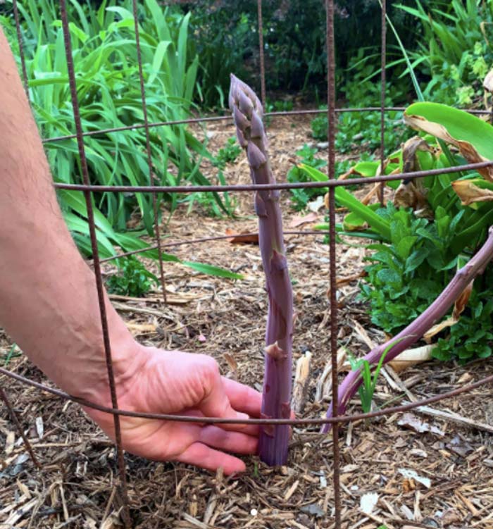 Early shoots of purple asparagus sticking up inside a DIY tomato cage, aka deer cage. You can make these pretty much any size you need, but you want them to be a good bit taller than the plants you're protecting from deer so they can't reach down into the central opening to graze. Also, you want the cages to be wider than the plants you're protecting so the leaves aren't sticking out beyond the cage edges.