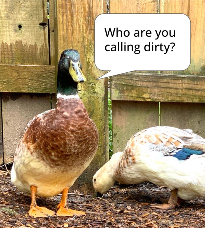 Mary/Marty the duck does not like being called dirty. 