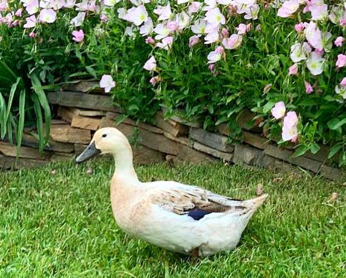 Mexican primrose flowers blooming in one of our front yard beds. This area wouldn't look so nice if our ducks had unfettered access to it.