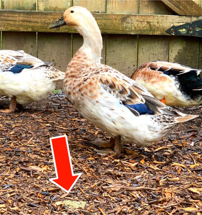Ducks poop a lot. We'll show you how to turn that problem into a solution.