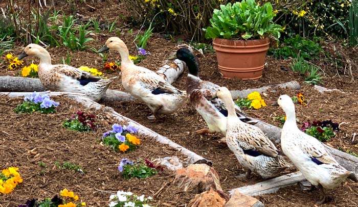 Every now and then, we get our ducks in a row. We also keep them from making our yard dirty. 