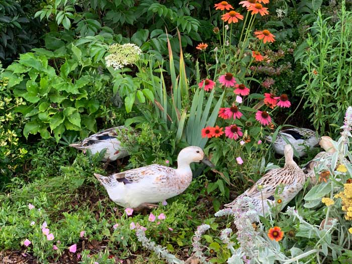 Our flock of Welsh Harlequins foraging on a summer evening. 