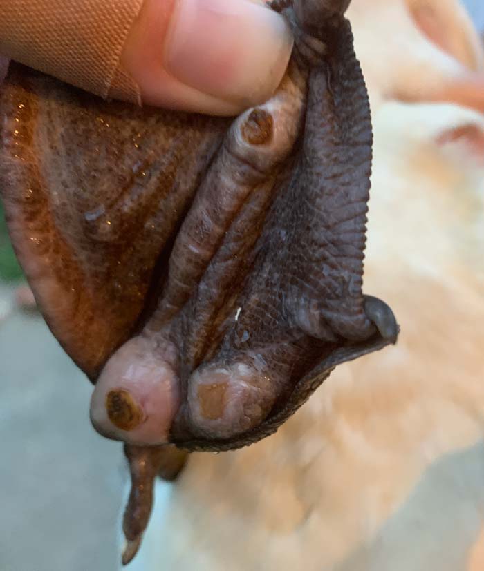 This duck flipper has three distinct bumblefoot infections. These were treated at home and took about 3-4 weeks to heal.