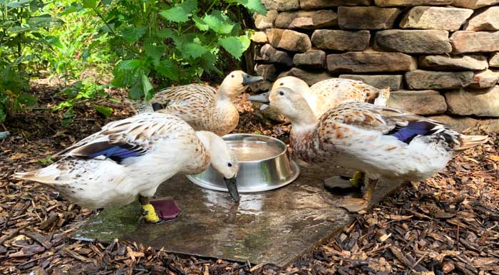 The girls gathering around the water bowl to gossip about who does and doesn't have bumblefoot. 