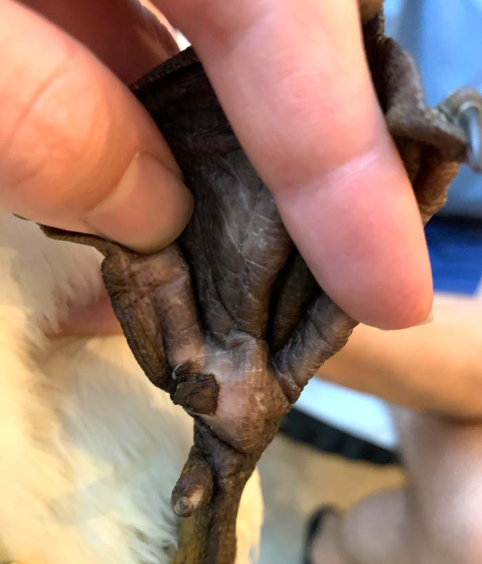 The central flipper pad is a common spot for bumblefoot to occur in ducks.