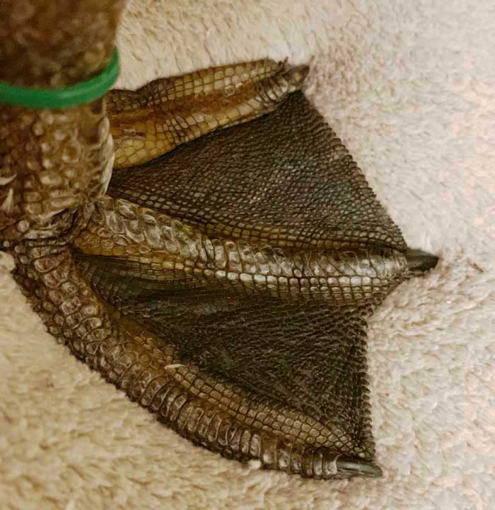 Objectively, these are not very attractive feet. However, as duck parents, we find duck flippers to be positively adorable. 