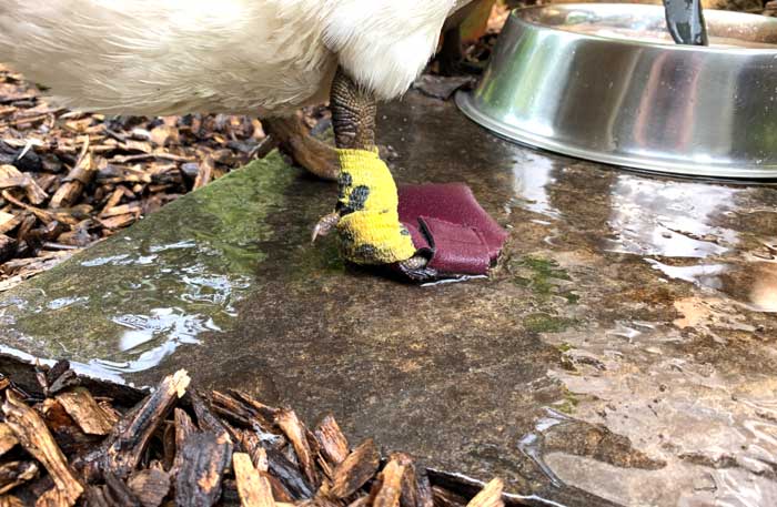 A closer look at the water bowl gossip reveals who is being treated for bumblefoot. The taped on duck shoe is a dead giveaway, but don't tell the girls. 