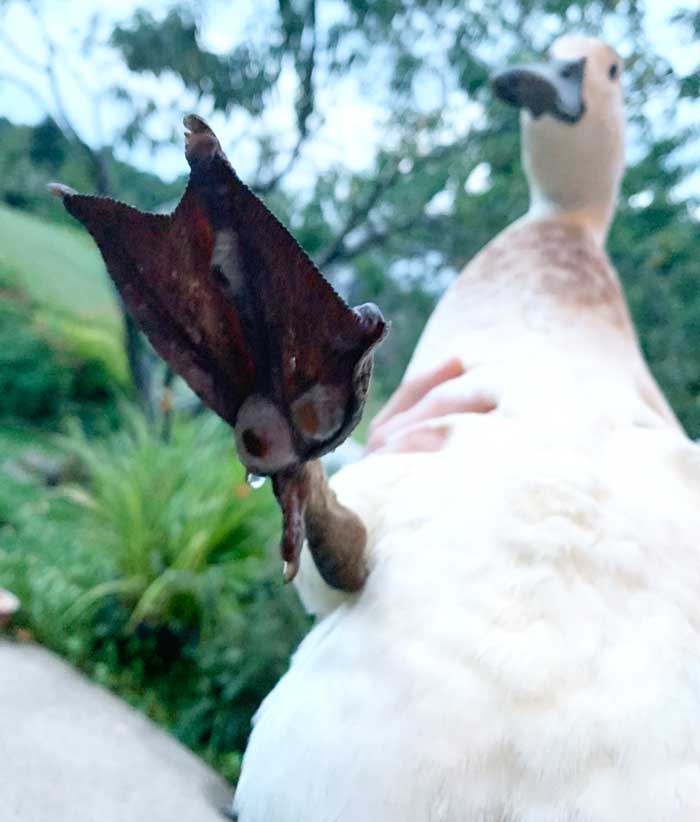 Uh oh, a flipper check reveals a duck with bumblefoot. 