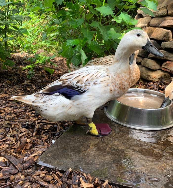 The wood chip mulch in our backyard is great for soil and plant health, but not great for duck flipper health.