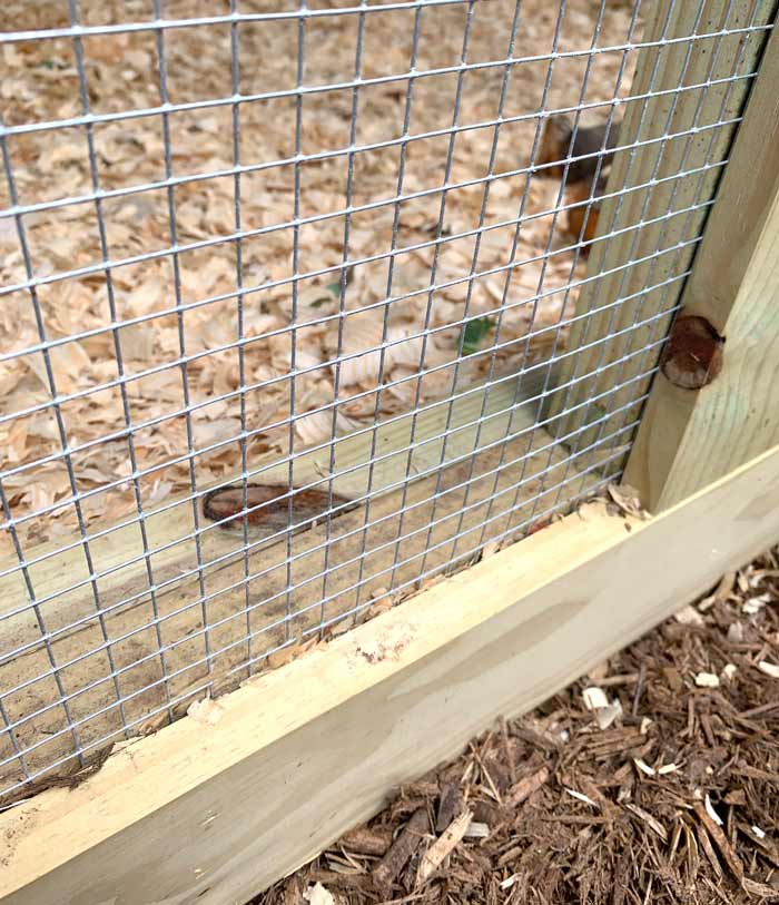 Installed hardware wire to predator-proof the sides of Waddle Inn. Galvanized staples/u-nails attach the wire to the frame, which is then finished out with 1x lumber to cover the sharp edges and provide an attractive finished look. 