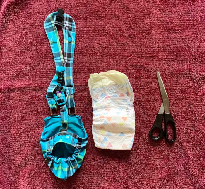 1. Get your duck diaper harness, diaper insert, scissors, and towel ready to go. How to diaper a duck.